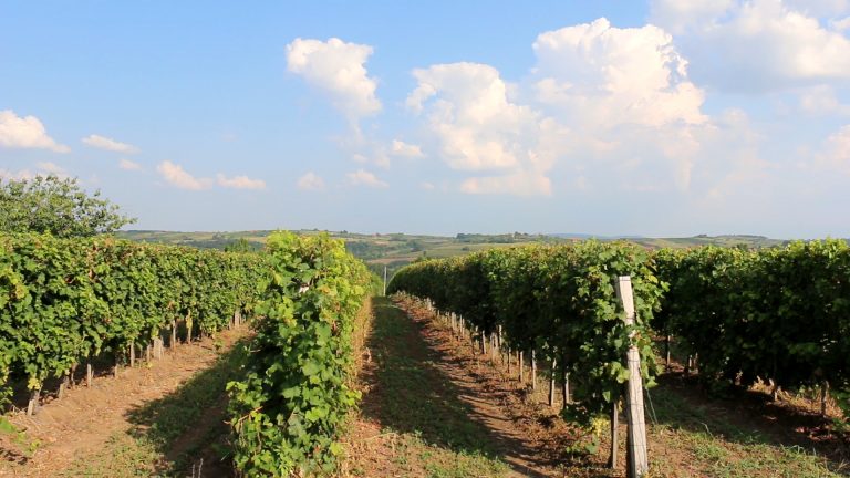 43 miliona dinara za poljoprivredu u Kruševcu 43 miliona dinara za poljoprivredu u Kruševcu - Lokal Info
