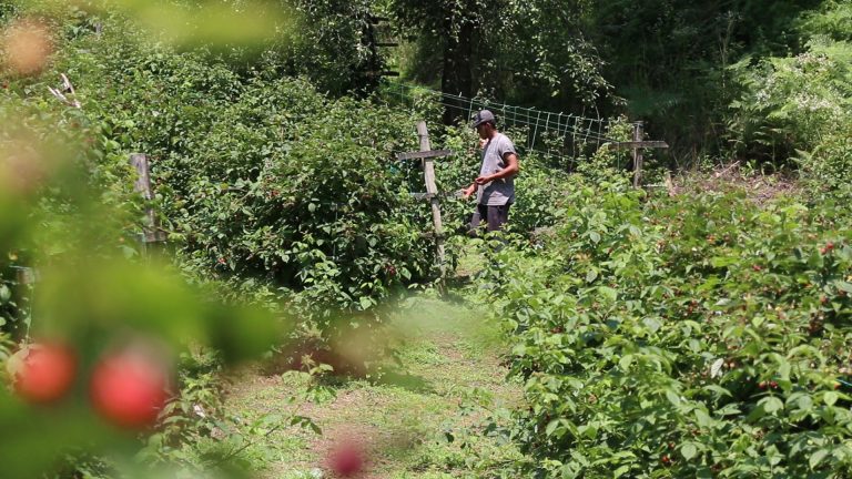 Za sezonskog radnika mesečno 6000 dinara Za sezonskog radnika mesečno 6000 dinara - Lokal Info
