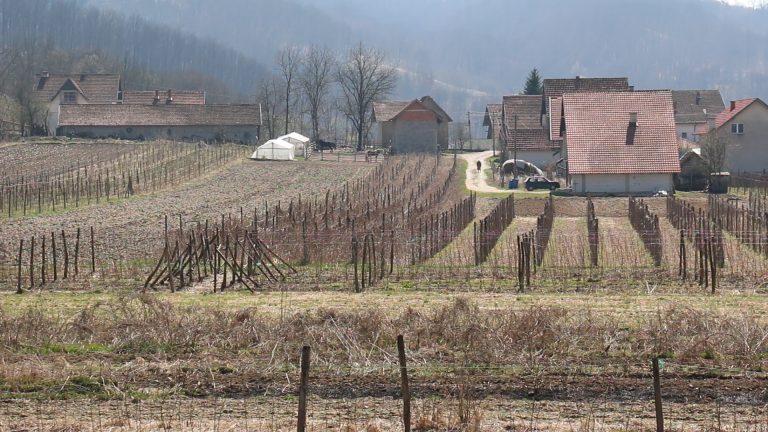 Šta suši ariljsku malinu? Šta suši ariljsku malinu? - Lokal Info