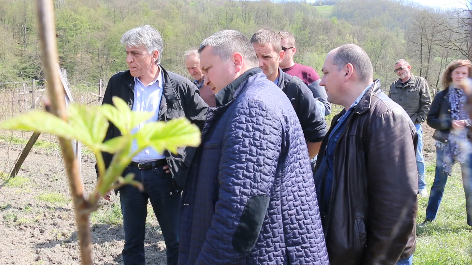 Stručnjaci na terenu ispituju uzroke sušenja malina - Lokal Info