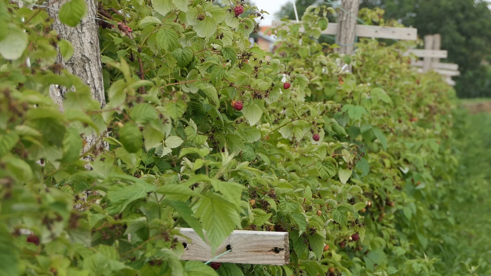 Veliki pomak u pregovorima hladnjačara i malinara - Lokal Info