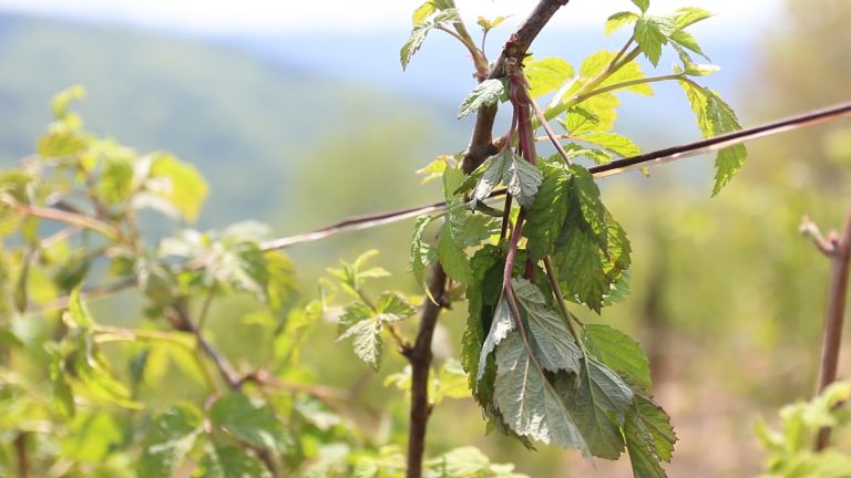 Sneg obrao veliki deo ovogodišnjeg roda maline Sneg obrao veliki deo ovogodišnjeg roda maline - Lokal Info