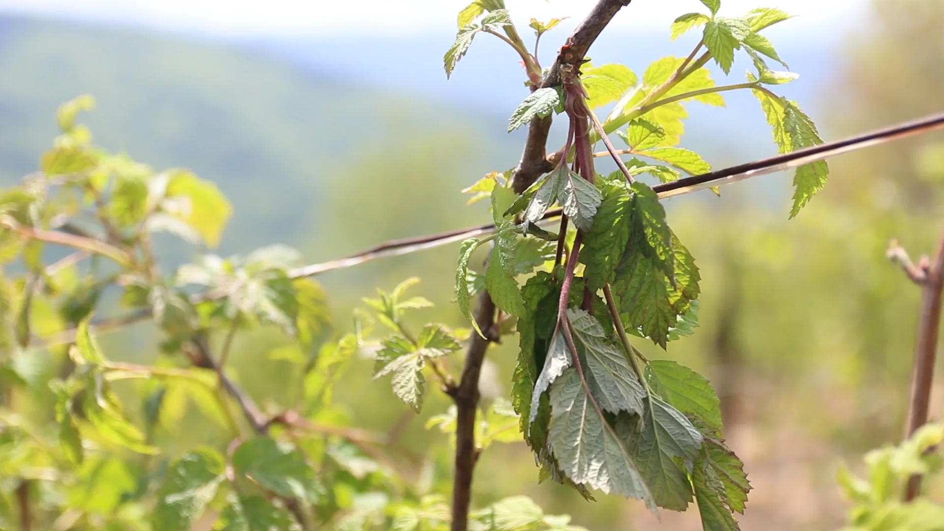 Sneg obrao veliki deo ovogodišnjeg roda maline - Lokal Info