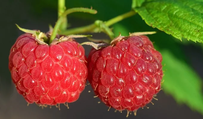 Aktuelne teme – Najnovije informacije o ceni i stanju ovogodišnjeg roda maline - Lokal Info