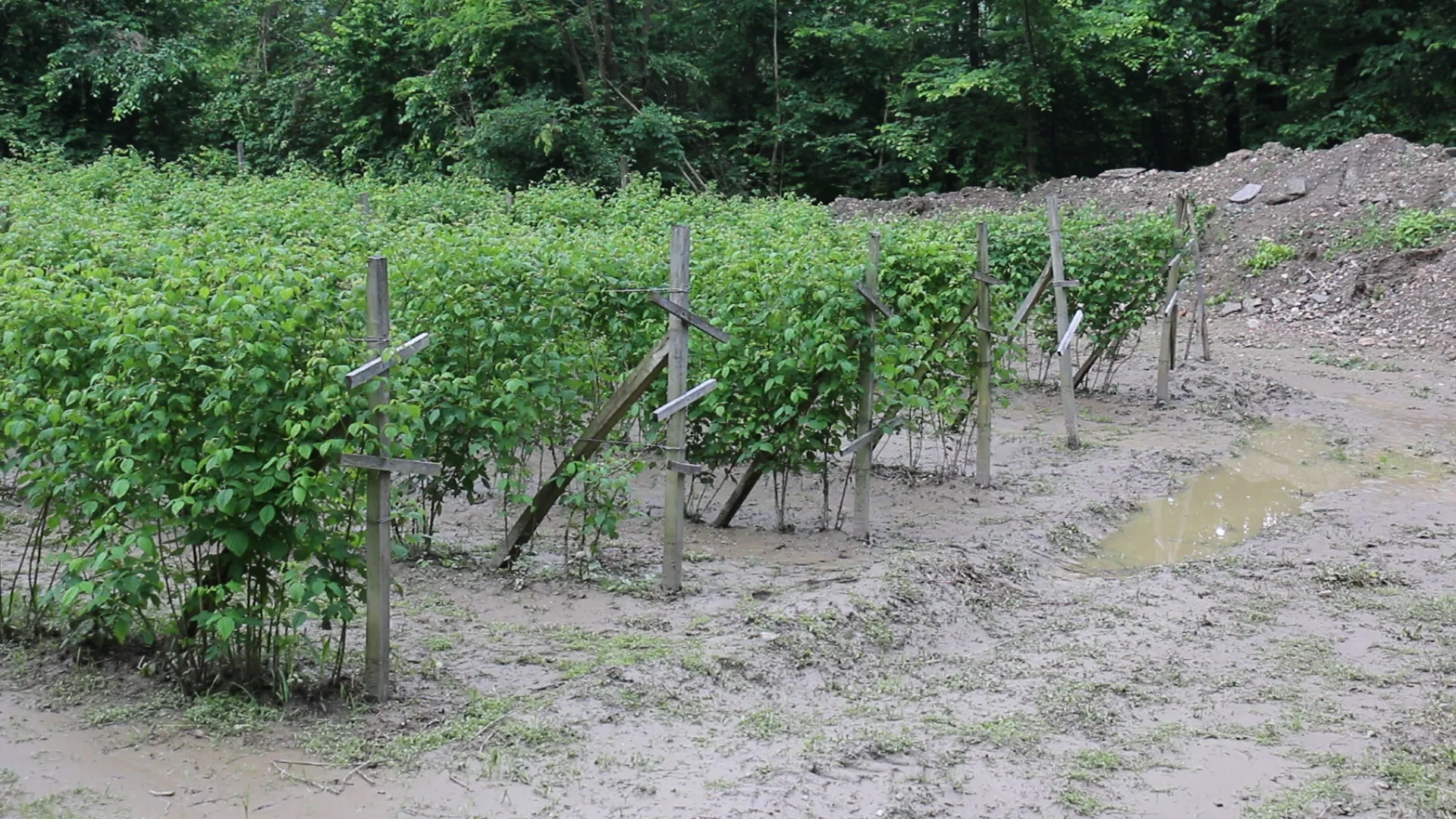 Poljoprivreda u Arilju pretrpela najveće štete od poplave - Lokal Info