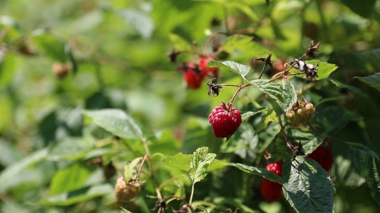 Malinari traze poštovanje dogovora o minimalnoj otkupnoj ceni Malinari traze poštovanje dogovora o minimalnoj otkupnoj ceni - Lokal Info