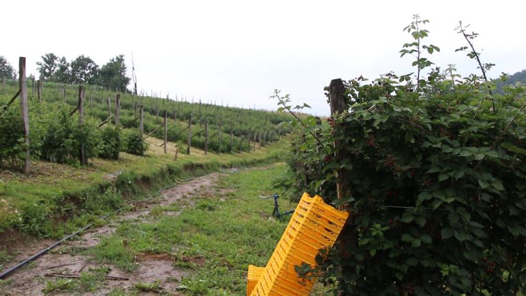 Uređenjem tržišta do bolje cene maline i kupine Uređenjem tržišta do bolje cene maline i kupine - Lokal Info