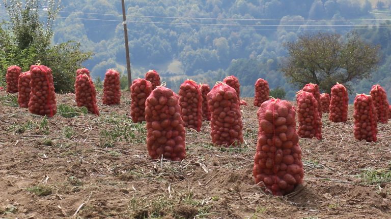 Nedovoljno iskorišćen poljoprivredni potncijal u višim delovima ariljske opštine - Lokal Info