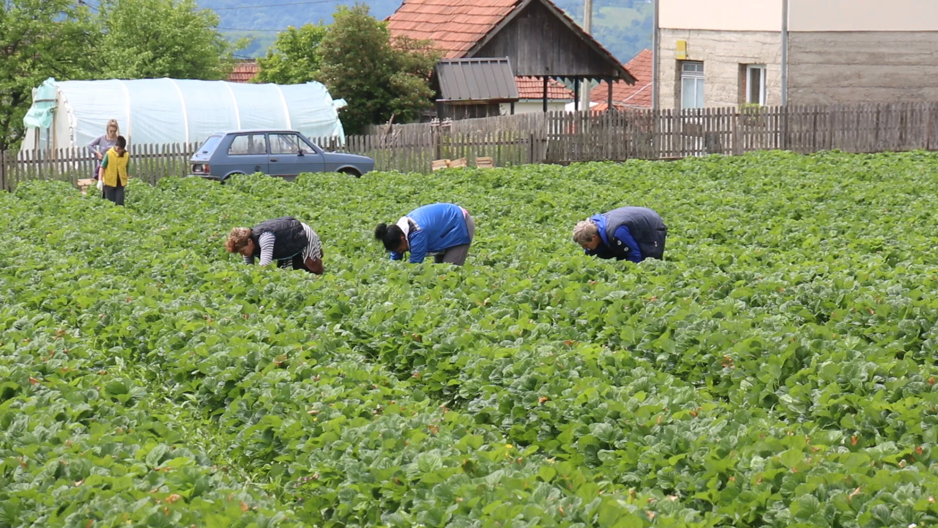 Loše vreme pravi velike probleme proizvođačima jagoda - Lokal Info