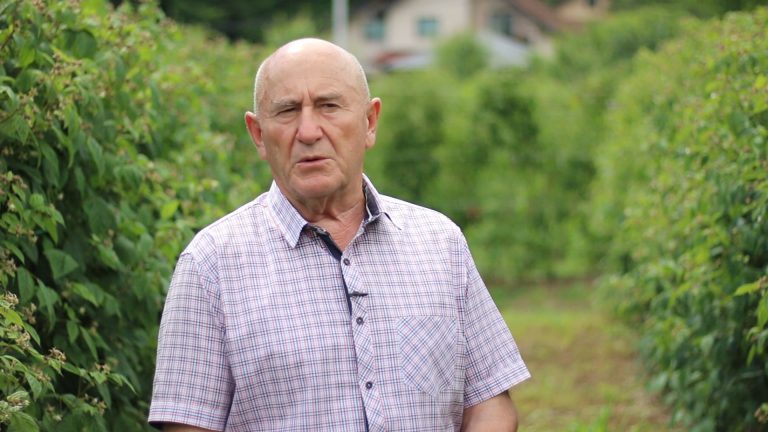 Đukić: Malinari zadovoljni početnom otkupnom cenom Đukić: Malinari zadovoljni početnom otkupnom cenom - Lokal Info