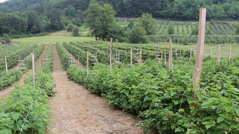 Koju sortu maline odabrati za podizanje novog zasada? Koju sortu maline odabrati za podizanje novog zasada? - Lokal Info