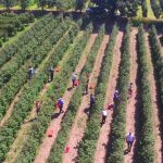 Ministarstvo pokreće kontrolu zasada maline širom Srbije