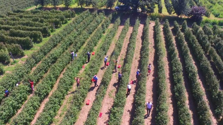 Ministarstvo pokreće kontrolu zasada maline širom Srbije Ministarstvo pokreće kontrolu zasada maline širom Srbije - Lokal Info