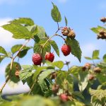 Kontrola zasada maline širom Srbije: Otkrivena neslaganja u evidencijama  Provera stanja zasada maline širom Srbije pokazala je da se podaci iz evidencije i stanje na terenu u pojedinim slučajevima ne poklapaju. Poljoprivrednici imaju rok od 15 dana da ažuriraju podatke o svojim gazdinstvima.