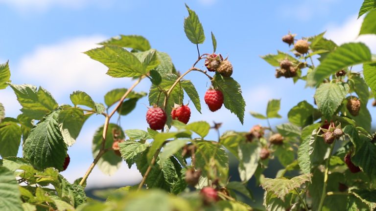 Udruženje proizvođača maline „Vilamet“ iz Arilja zatražilo je hitno povećanje otkupne cene maline.