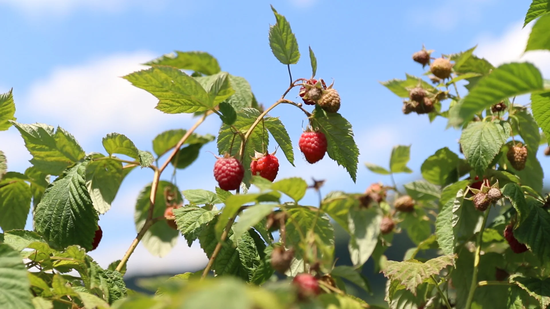 Udruženje proizvođača maline „Vilamet“ iz Arilja zatražilo je hitno povećanje otkupne cene maline.
