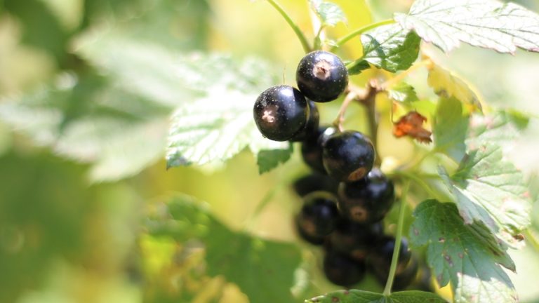 Ribizla: Malo ulaganje, dobra zarada Ribizla: Malo ulaganje, dobra zarada - Lokal Info