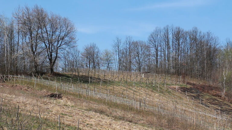 Koliko je važna primena agrotehnike u proizvodnji maline? Koliko je važna primena agrotehnike u proizvodnji maline? - Lokal Info