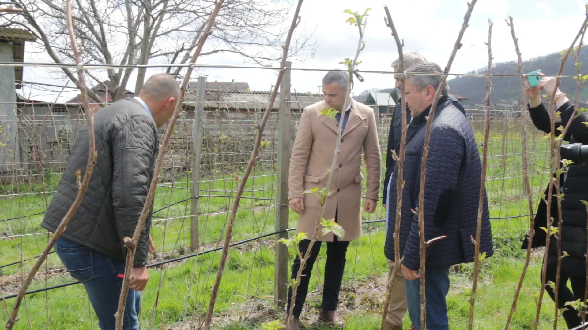 Po oceni stručnjaka rod maline za četvrtinu manji ove godine - Lokal Info