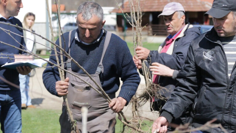 Donacija sadnica članovima Asocijacije malinara Srbije - Lokal Info