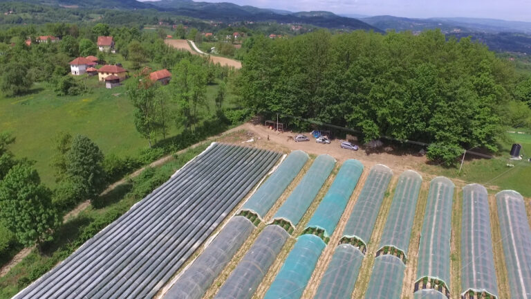 Plastenička proizvodnja jagode pun pogodak - Lokal Info