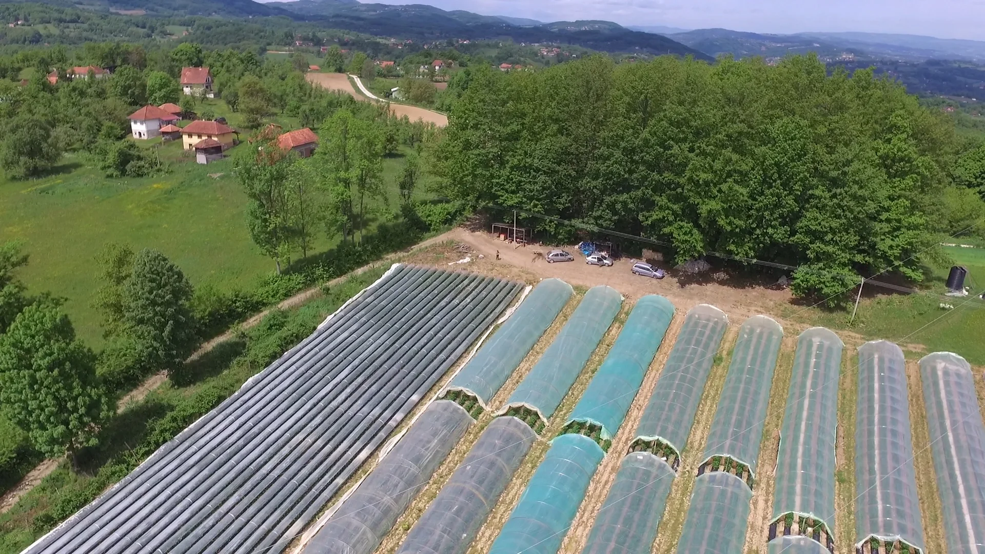 Plastenička proizvodnja jagode pun pogodak - Lokal Info