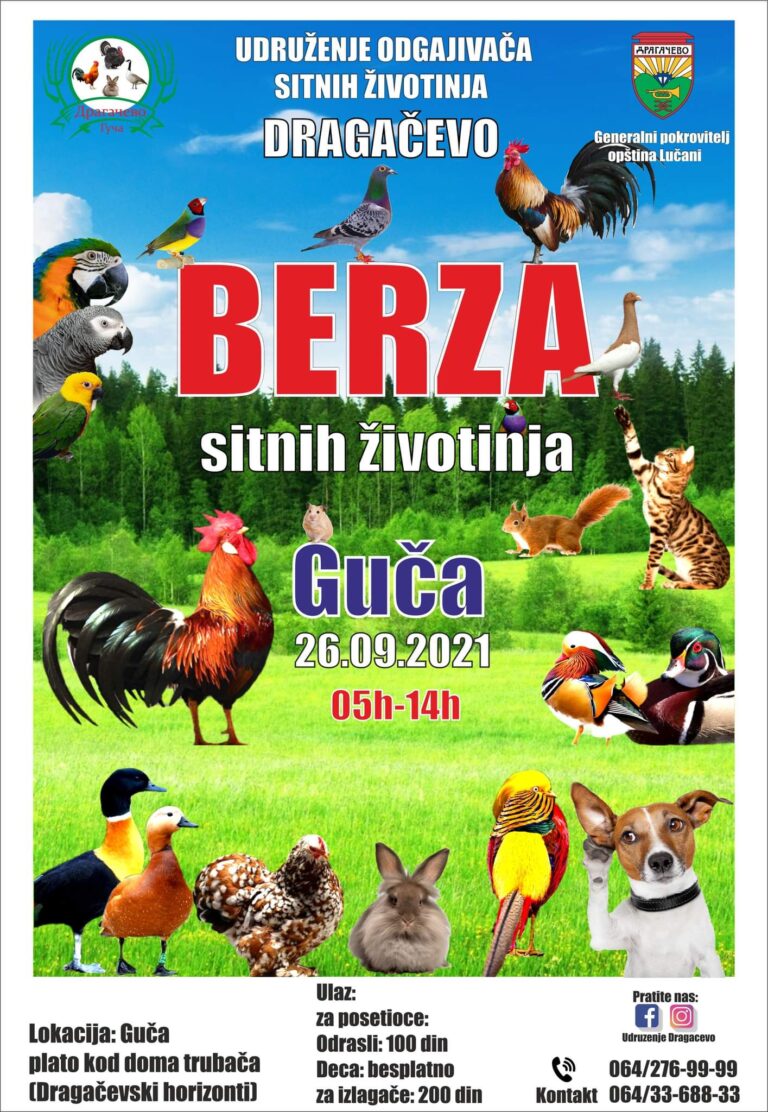 Prva berza sitnih životinja u Guči Prva berza sitnih životinja u Guči - Lokal Info
