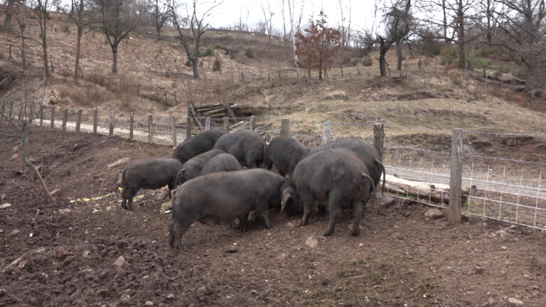 Povećana potražnja za mesom moravke Povećana potražnja za mesom moravke - Lokal Info