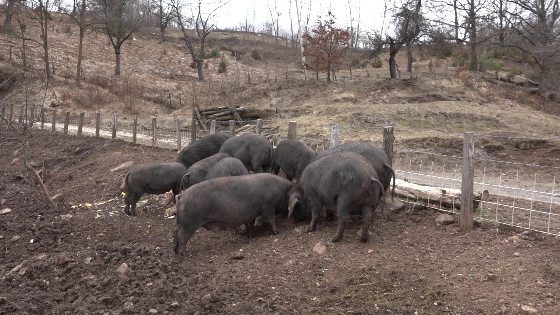Povećana potražnja za mesom moravke - Lokal Info