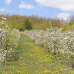 Voćari imaju razlog za optimizam: Ova godina mogla bi doneti dobar rod širom zapadne Srbije