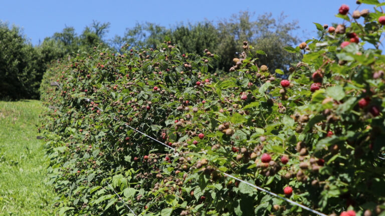 Počela berba maline u dragačevskom kraju Počela berba maline u dragačevskom kraju - Lokal Info