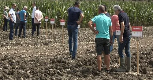 Održani Dani polja krompira u zaseoku Bjelica kod Guče - Lokal Info