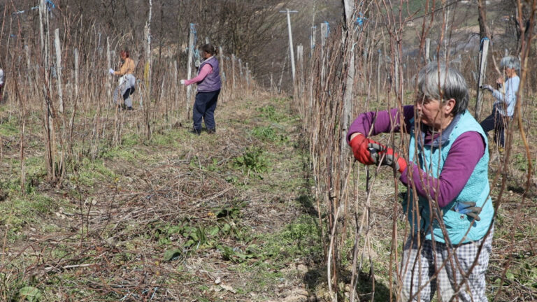 Sa kakvim očekivanjima malinari započinju radove u zasadima Sa kakvim očekivanjima malinari započinju radove u zasadima - Lokal Info