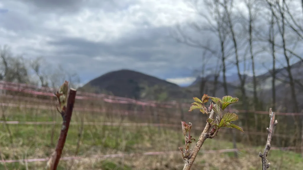 Seminar na temu IPARDA i državnih podsticaja u sali bioskopa u Arilju - Lokal Info