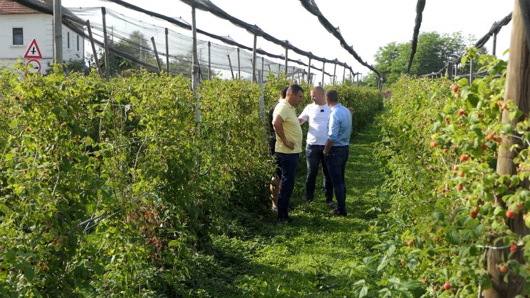 Udruženje Vilamet iz Arilja apeluje na povećanje otkupne cene malina - Lokal Info