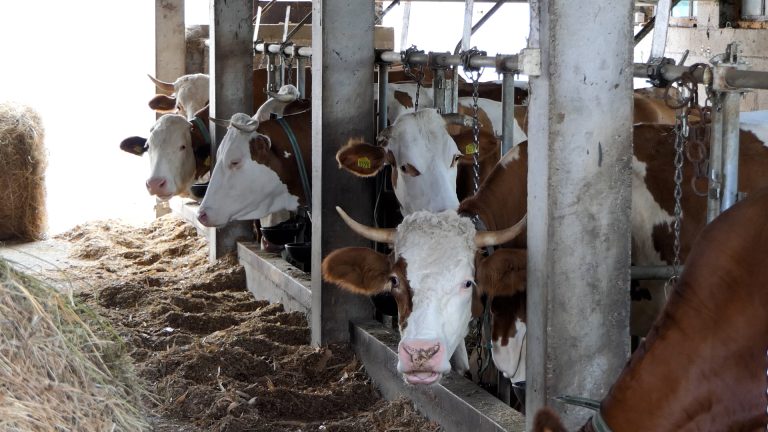 Požeški agrarni alarm: Stočarska kriza Požeški agrarni alarm: Stočarska kriza - Lokal Info