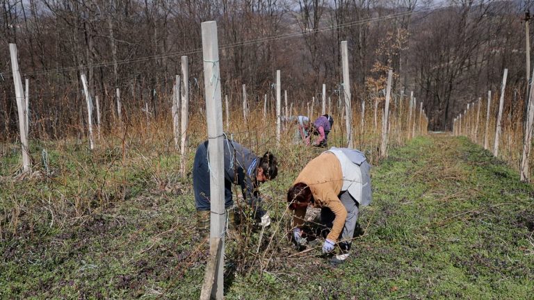 Malinari pred novom sezonom: Radovi počeli, problemi ostali Malinari pred novom sezonom: Radovi počeli, problemi ostali - Lokal Info