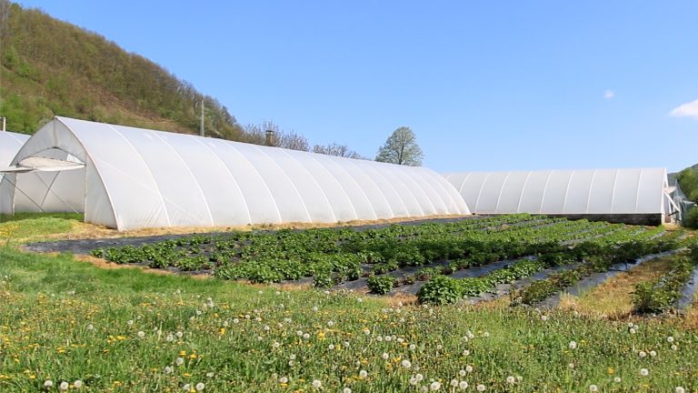 Otvoren konkurs za dodelu plastenika poljoprivrednim gazdinstvima u opštini Lučani Otvoren konkurs za dodelu plastenika poljoprivrednim gazdinstvima u opštini Lučani - Lokal Info
