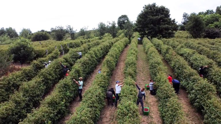Srbija podbacila u proizvodnji maline – stručnjaci upozoravaju na ozbiljniji pristup - Lokal Info