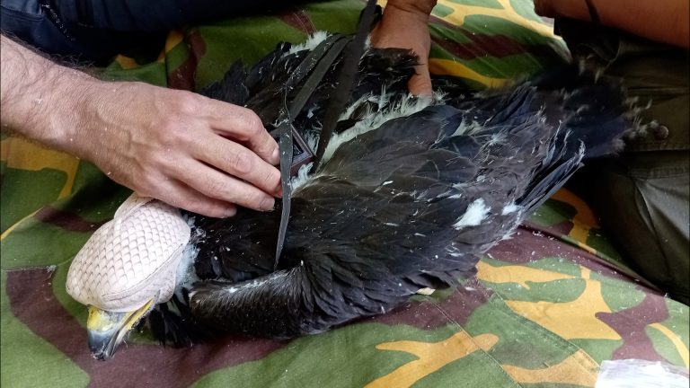 Mikan i Sara: Budućnost opstanka surog orla u Srbiji - Lokal Info