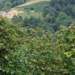 Klimatski udar na malinare: bez savremenog navodnjavanja nema stabilne proizvodnje