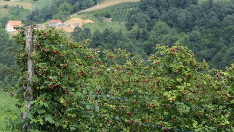 Klimatski udar na malinare: bez savremenog navodnjavanja nema stabilne proizvodnje Klimatski udar na malinare: bez savremenog navodnjavanja nema stabilne proizvodnje - Lokal Info