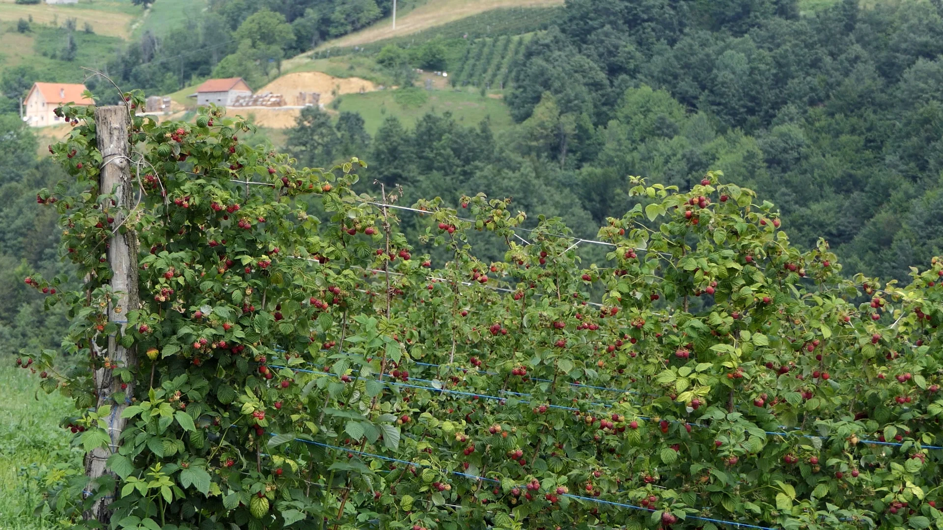 Klimatski udar na malinare: bez savremenog navodnjavanja nema stabilne proizvodnje - Lokal Info