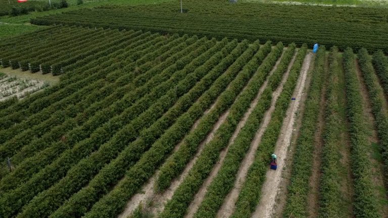 Pametna rešenja za spas maline: Kako se Arilje prilagođava klimatskim promenama Pametna rešenja za spas maline: Kako se Arilje prilagođava klimatskim promenama - Lokal Info