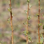 Voćke dobro podnose promene vremena, bez većih posledica po rod