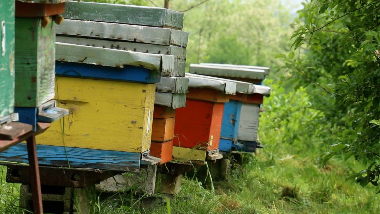Počelo prijavljivanje za podsticaje u pčelarstvu, rok do 15. jula - Lokal Info