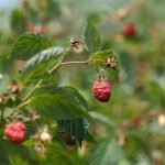Malinari nezadovoljni ponuđenom cenom: Traže najmanje 600 dinara za kilogram  Proizvođači najavljuju proteste ukoliko ne dođe do rasta otkupne cene