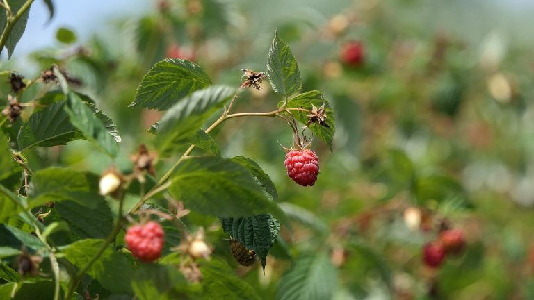 Malinari nezadovoljni ponuđenom cenom: Traže najmanje 600 dinara za kilogram - Lokal Info