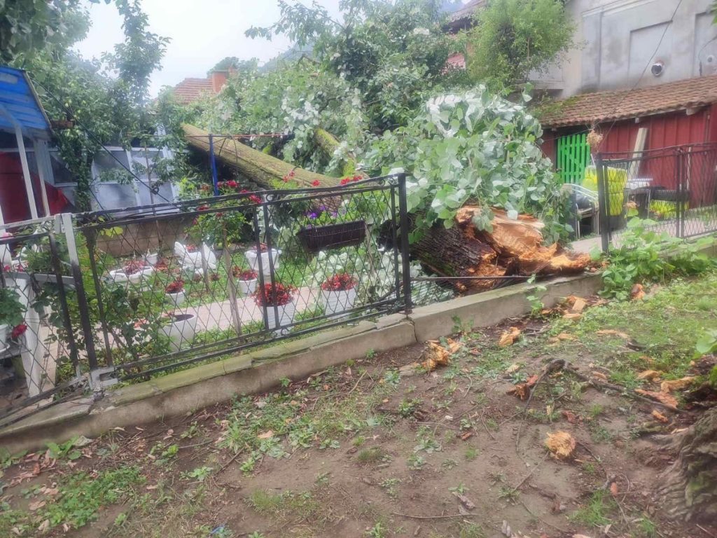 Nevreme u Guči oborilo stabla u centru varošice