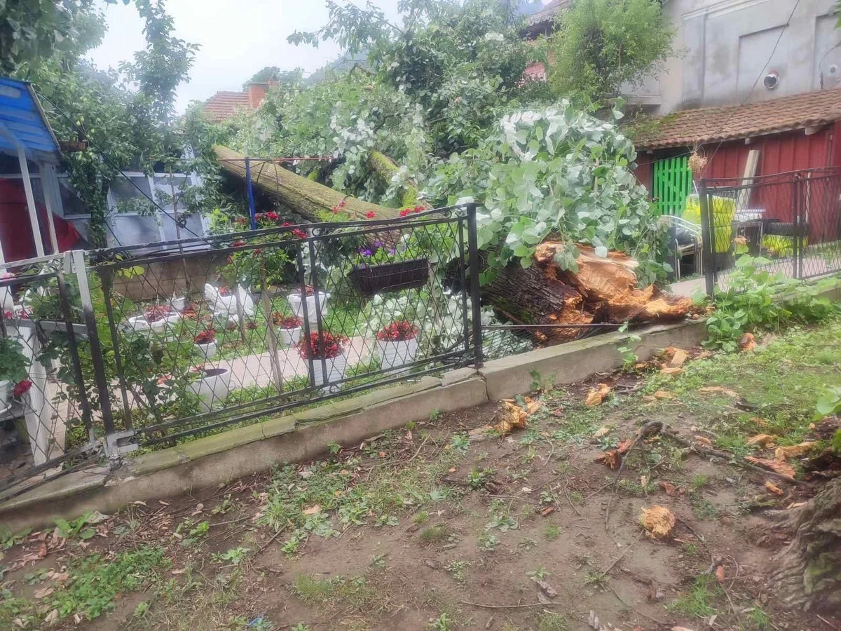 Nevreme u Guči oborilo stabla u centru varošice